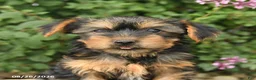Yorkshire Terrier dogs for sale: Cinnamon - Ad 3