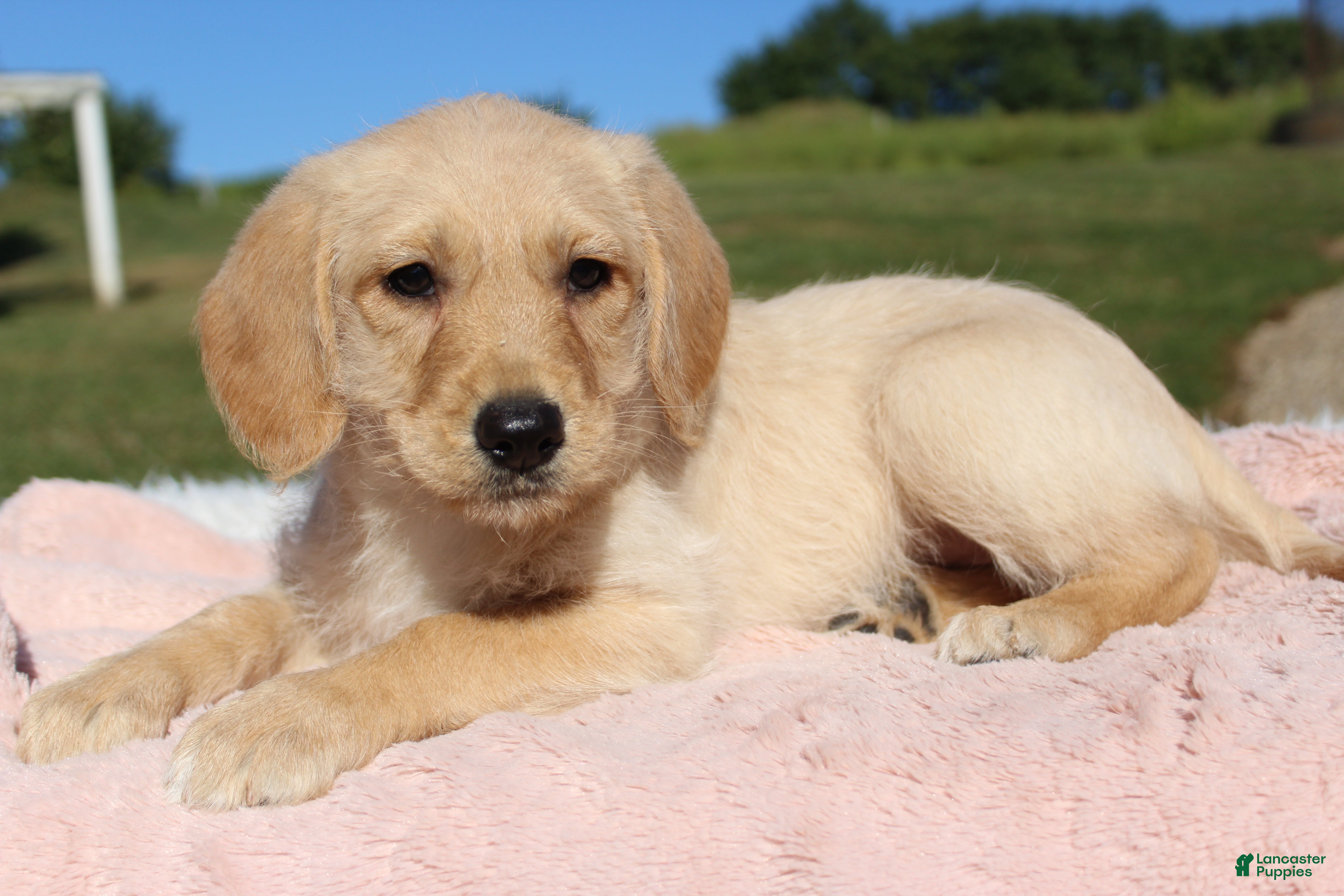 Labradoodle Puppies for sale in Millersburg, Ohio Lancaster Puppies