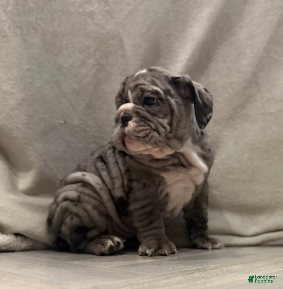 English Bulldog dogs for sale: Judy - Ad 5