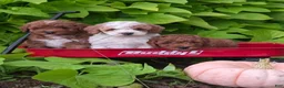 Mini Goldendoodle dogs for sale: Ginger  - Ad 13