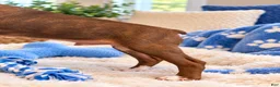 Boston Terrier dogs for sale: Bucky - Ad 2