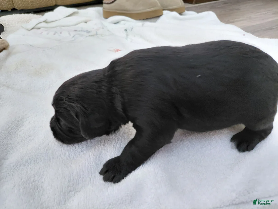 Mini Goldendoodle dogs for sale: Mini-Goldendoodle  - Ad 3