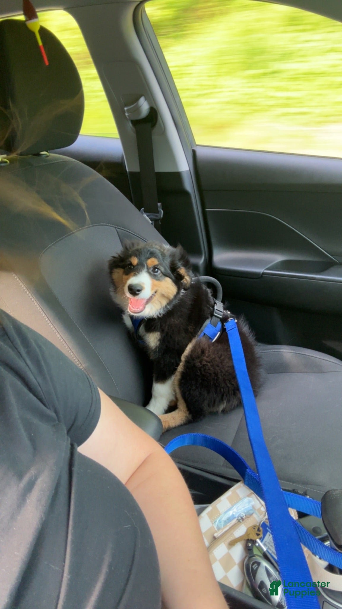 Australian Shepherd dogs Australian Shepherd 1 - Ad 37