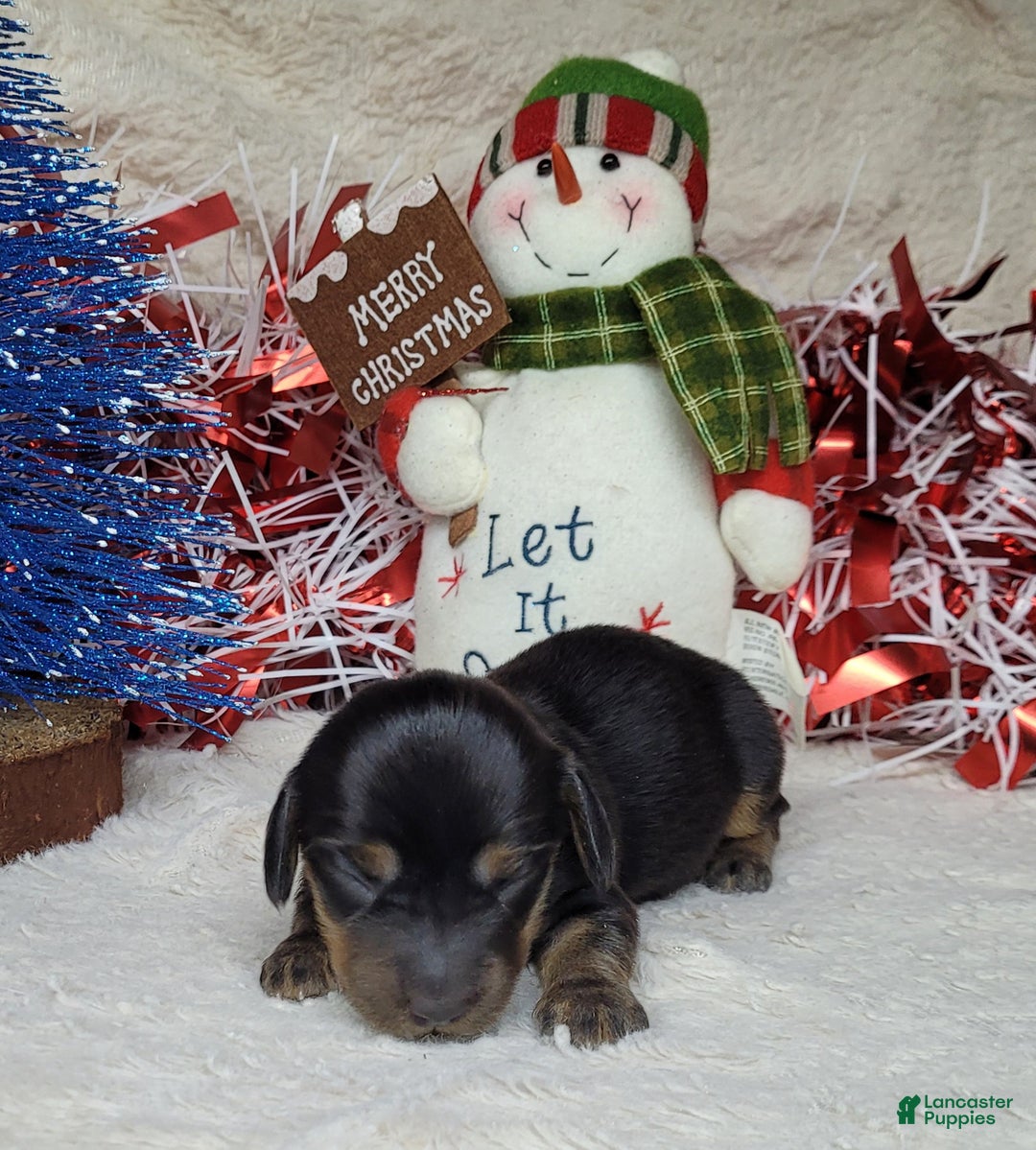 Miniature Dachshund dogs for sale: AKC Zarah - Ad 2