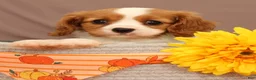 Cavalier King Charles Spaniel dogs for sale: Carmello - Ad 2