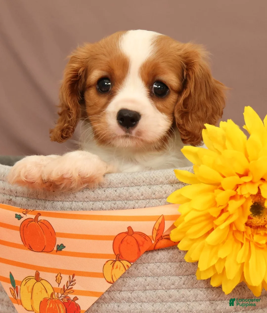Cavalier King Charles Spaniel dogs for sale: Carmello - Ad 2