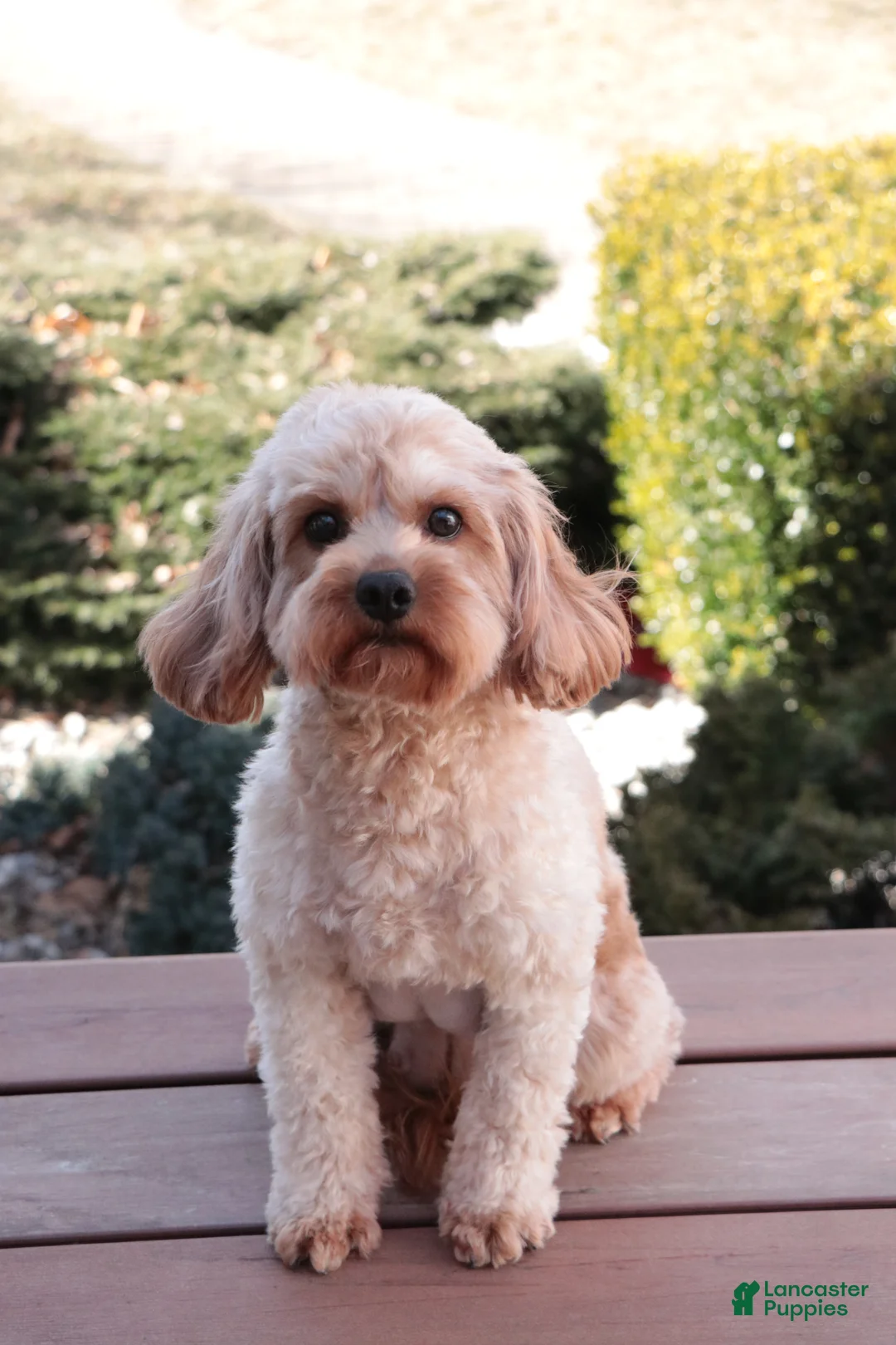 Cavapoo dogs for sale: Cora - Ad 2
