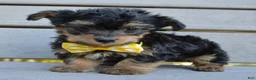 Yorkiepoo dogs for sale: Tiny Sam - Ad 5