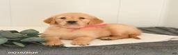 Golden Retriever dogs for sale: Marigold - Ad 4