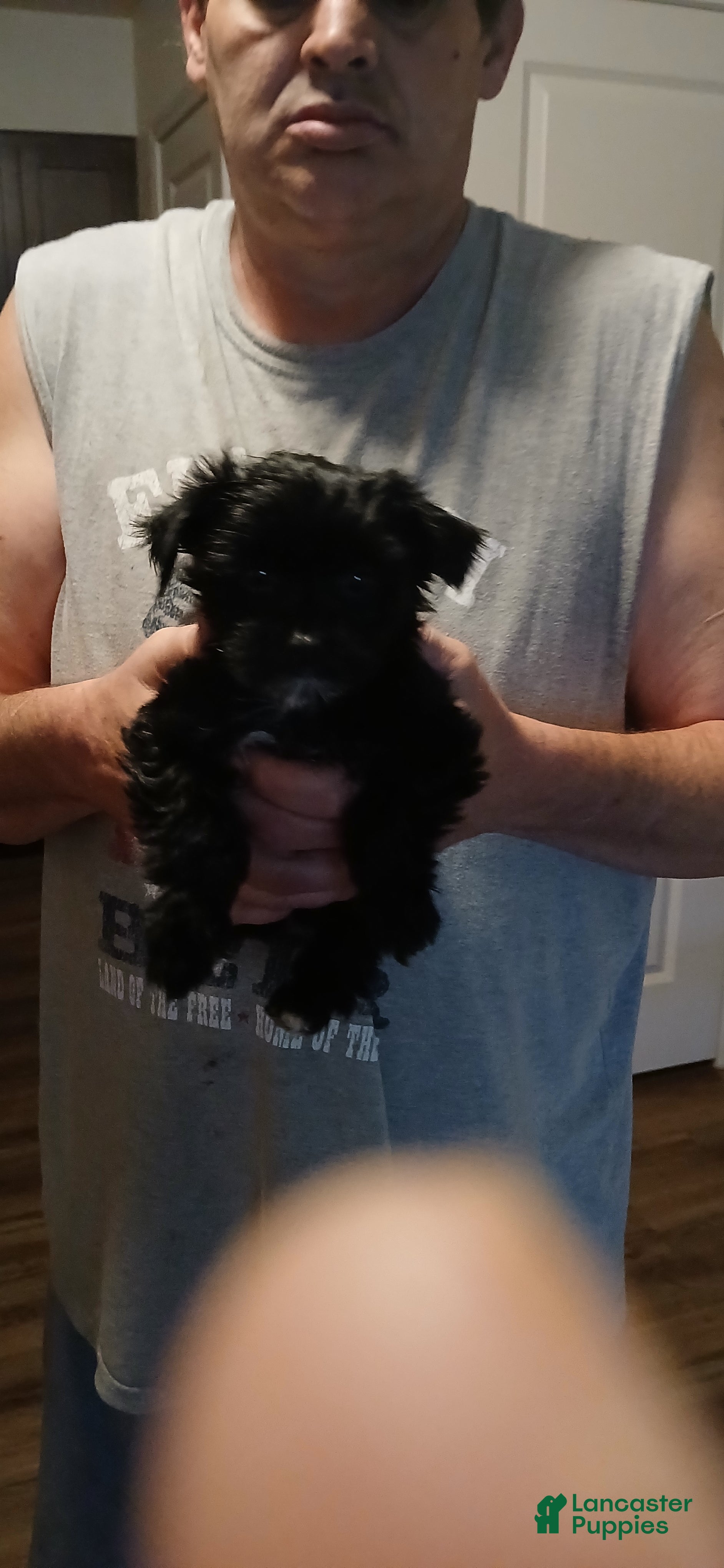Yorkshire Terrier dogs Yorkshire Terrier  - Ad 32