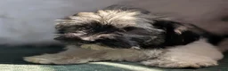 Havanese dogs for sale: Dulce - Ad 6