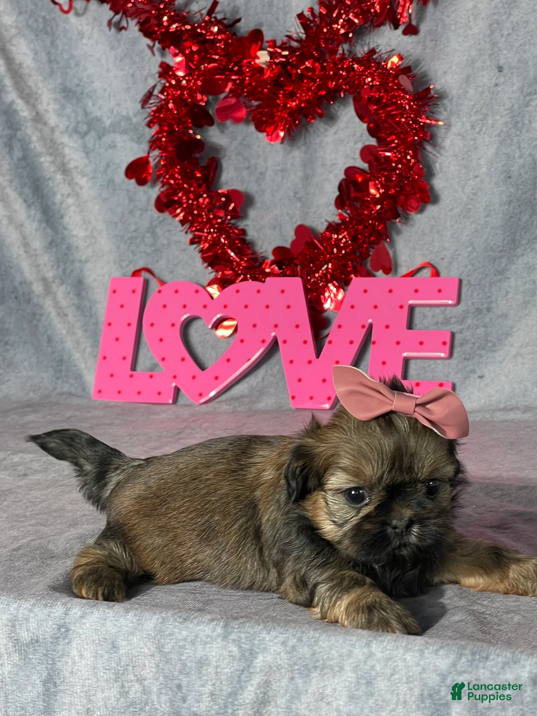 Shih Tzu dogs for sale: Taffy - Ad 3