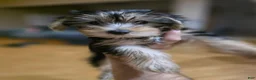 Yorkshire Terrier dogs for sale: Duchess - Ad 2