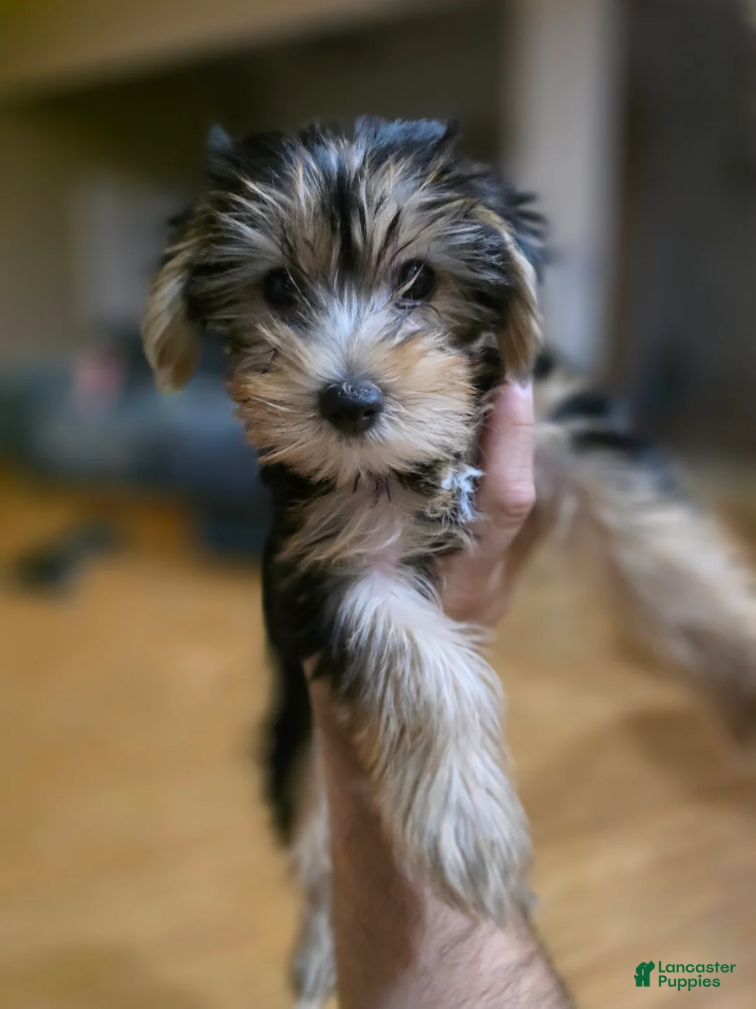Yorkshire Terrier dogs for sale: Duchess - Ad 2