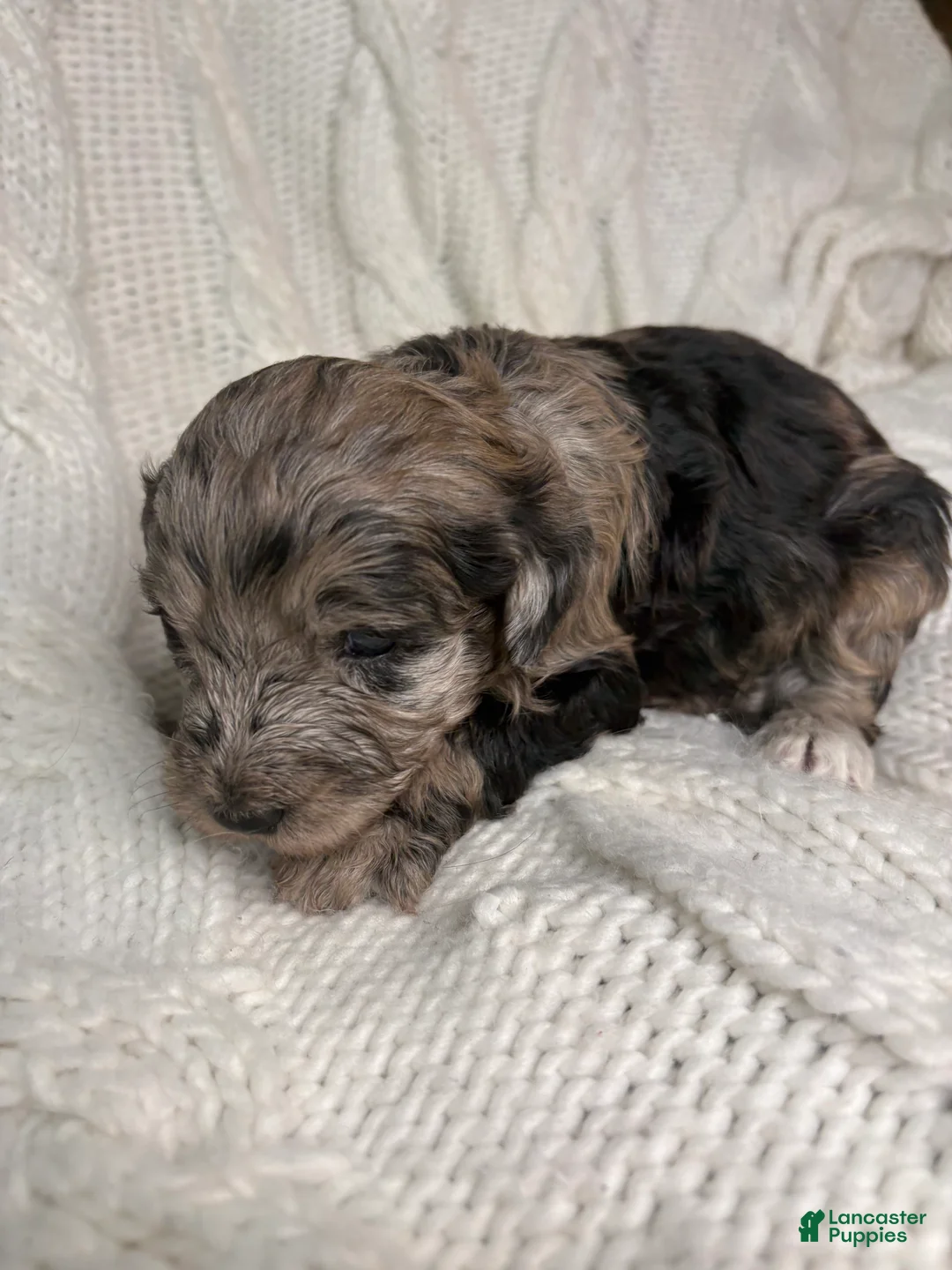 Mini Aussiedoodle dogs for sale: Mini Aussiedoodle Puppy 3 - Ad 8