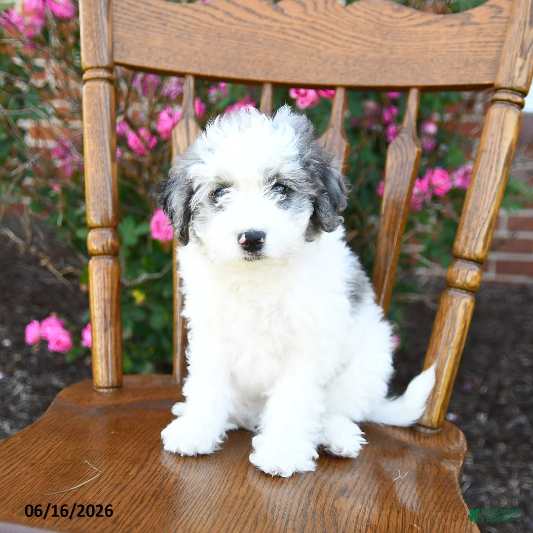 Miniature Poodle dogs for sale: Cuddles - Ad 5