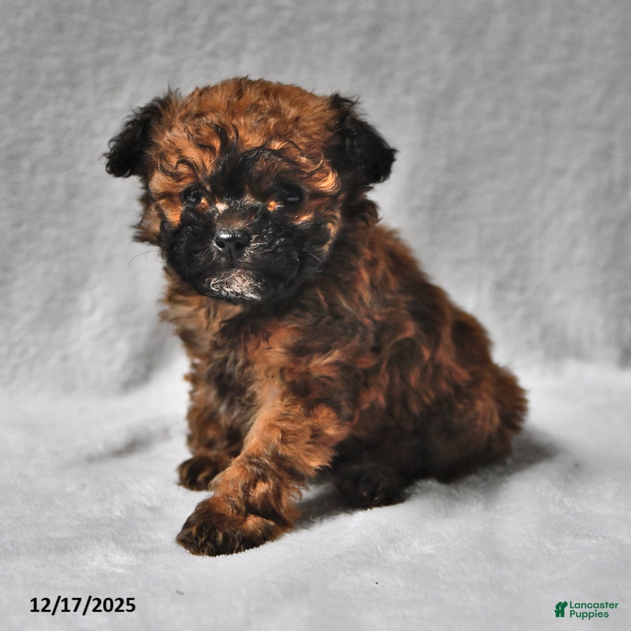 Toy Poodle dogs Braden - Ad 19