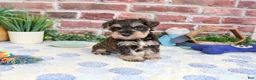 Miniature Schnauzer dogs for sale: Luther - Ad 6
