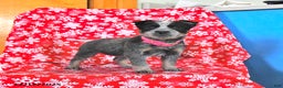 Australian Cattle Dog dogs for sale: Jelly Bean - Ad 1