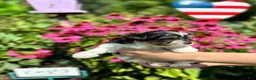 Biewer Terrier dogs for sale: Biewer Terrier 1 - Ad 6