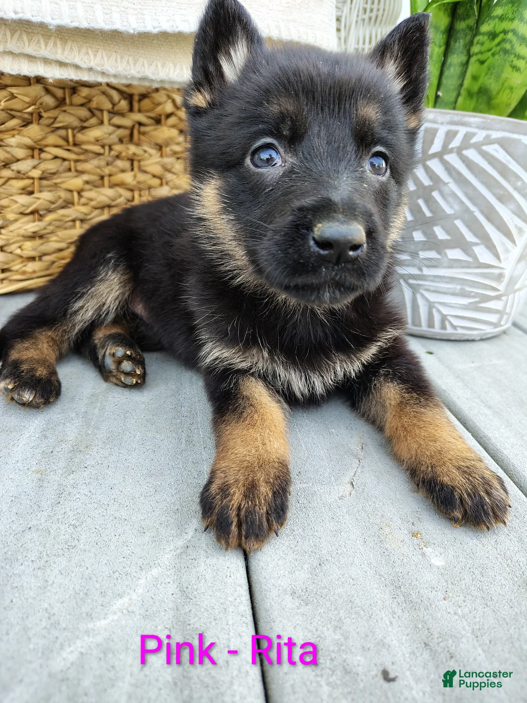 German Shepherd dogs for sale: Rita - Ad 1