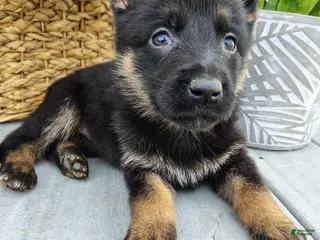 German Shepherd dogs for sale: Rita - Ad 3