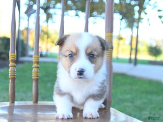 Welsh Corgi Pembroke dogs - Ad 22