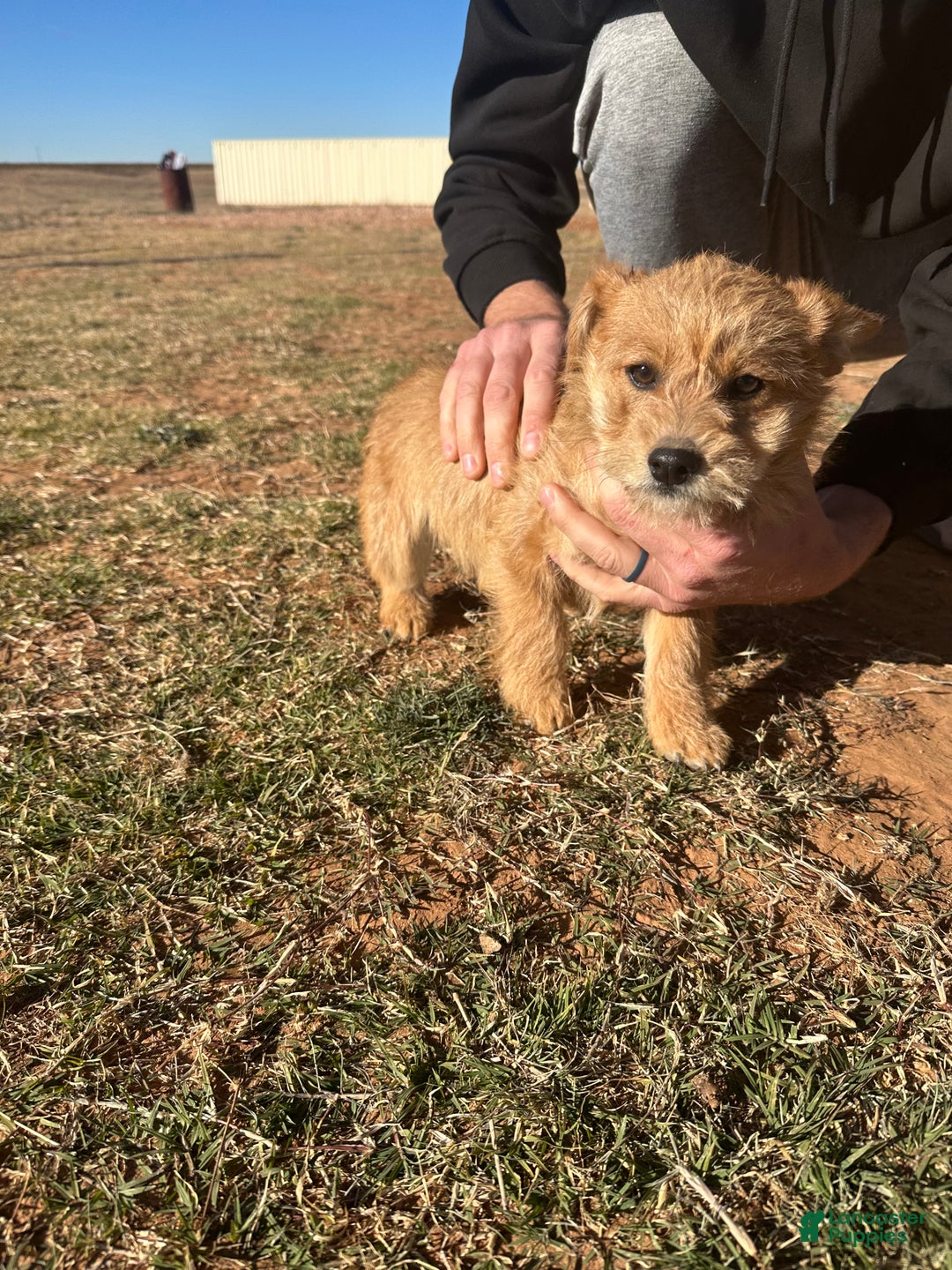 Corgipoo dogs for sale: Corgipoo Puppy 1 - Ad 5