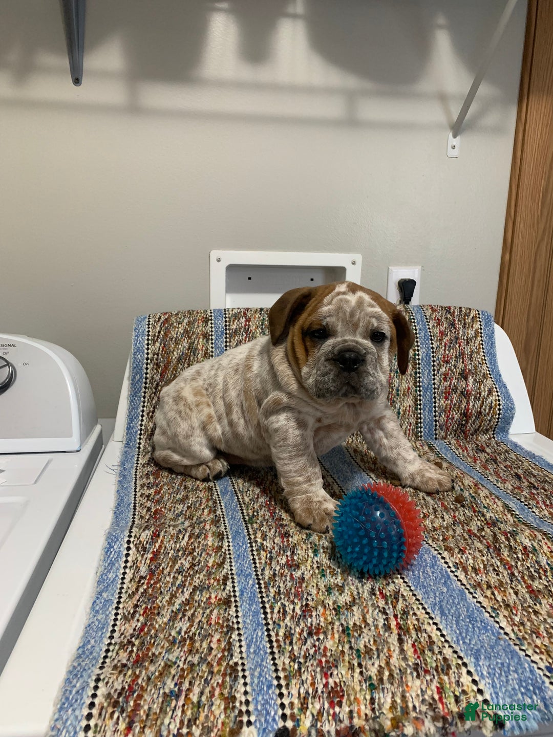 Mixed Breed dogs for sale: Mixed Breed Puppy 1 - Ad 1