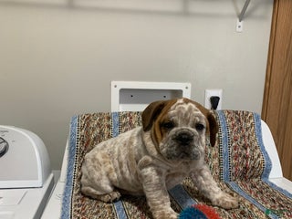 Mixed Breed dogs Mixed Breed Puppy 1 - Ad 17