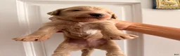Goldendoodle dogs for sale: Asher  - Ad 2