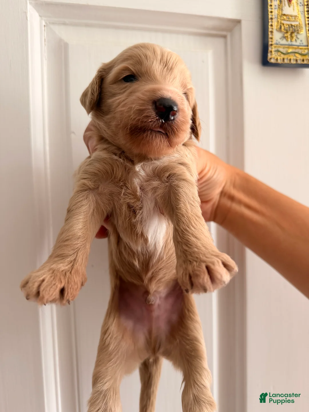 Goldendoodle dogs for sale: Asher  - Ad 2