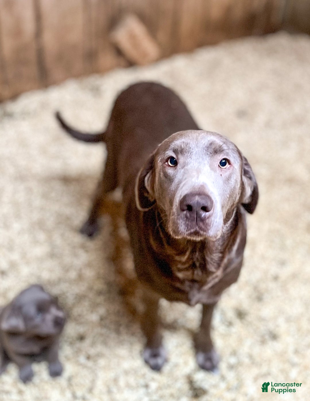 Labrador Retriever dogs for sale: Flint - Ad 6