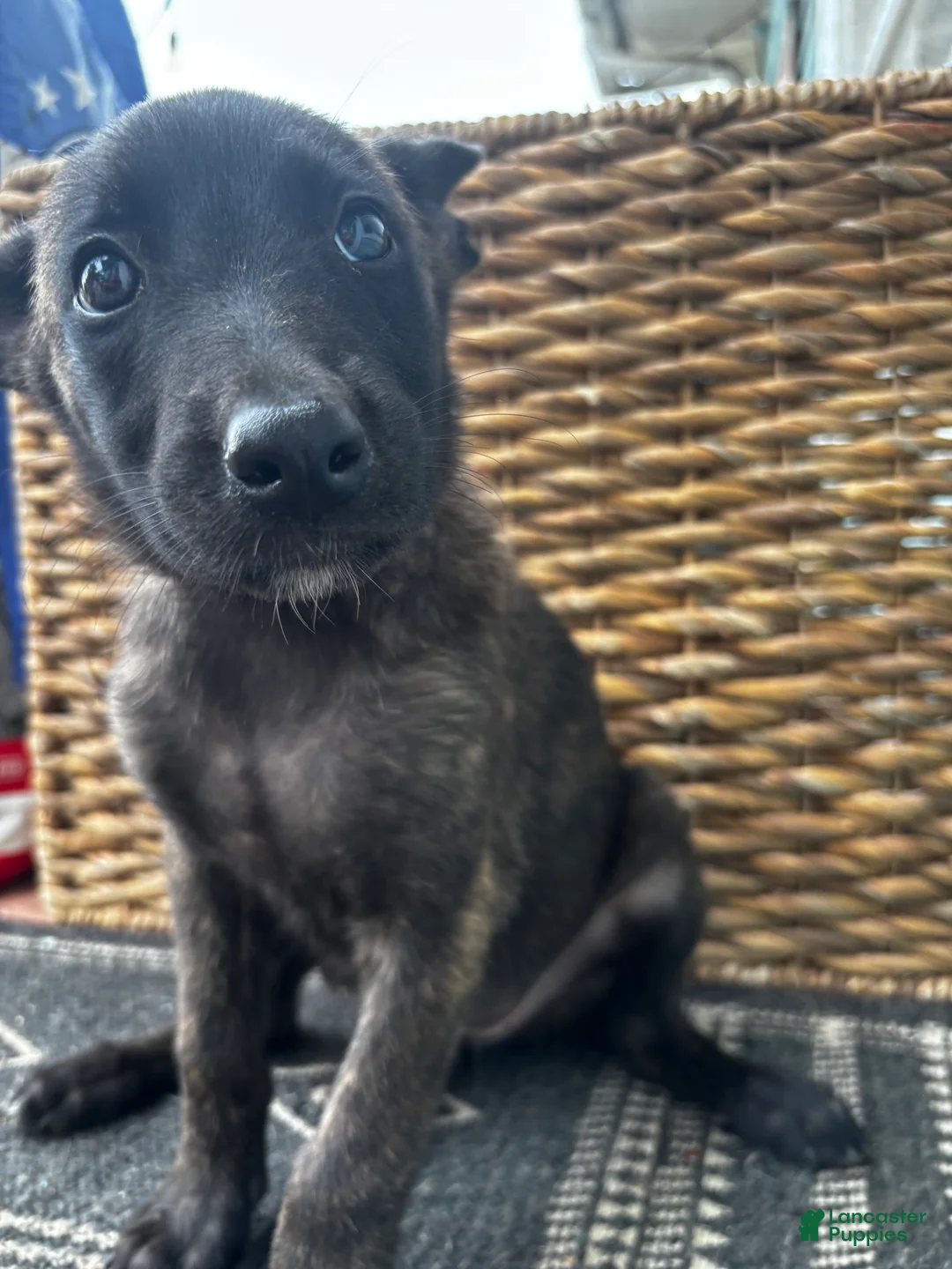 Dutch Shepherd dogs for sale: Dutch Shepherd 5 - Ad 1