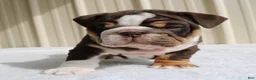 English Bulldog dogs for sale: Blaze - Ad 16