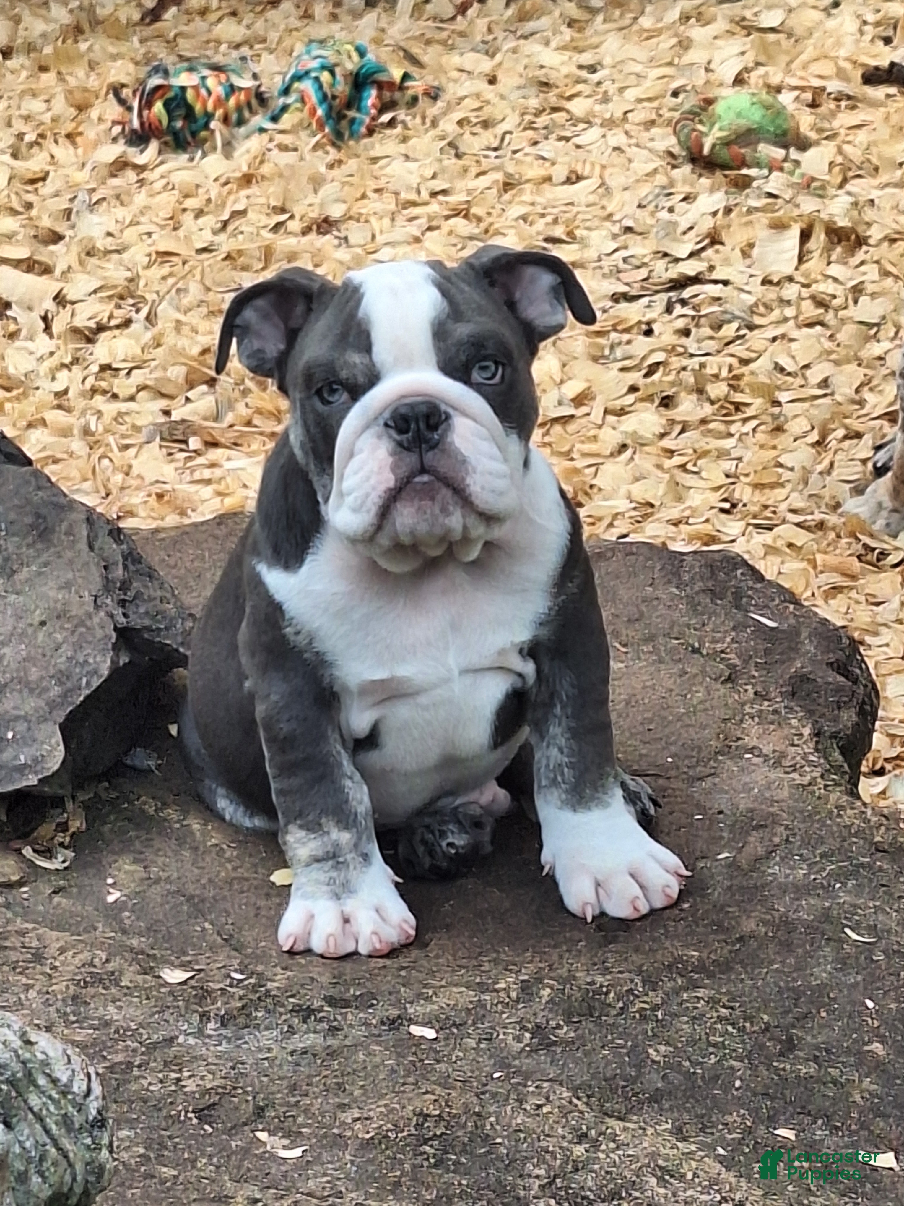 English Bulldog dogs FLINT  - Ad 2