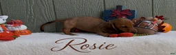 Miniature Dachshund dogs for sale: Rosie - Ad 4