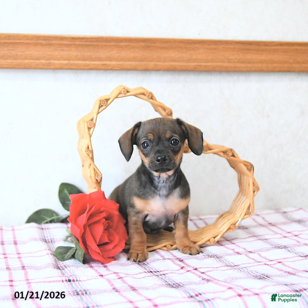 Mixed Breed dogs for sale: Romeo EXTRA SMALL - Ad 1