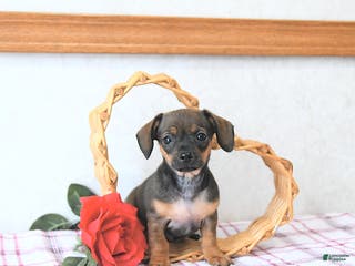 Mixed Breed dogs Romeo EXTRA SMALL - Ad 7