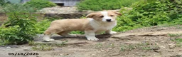 Mixed Breed dogs for sale: Oscar - Ad 3