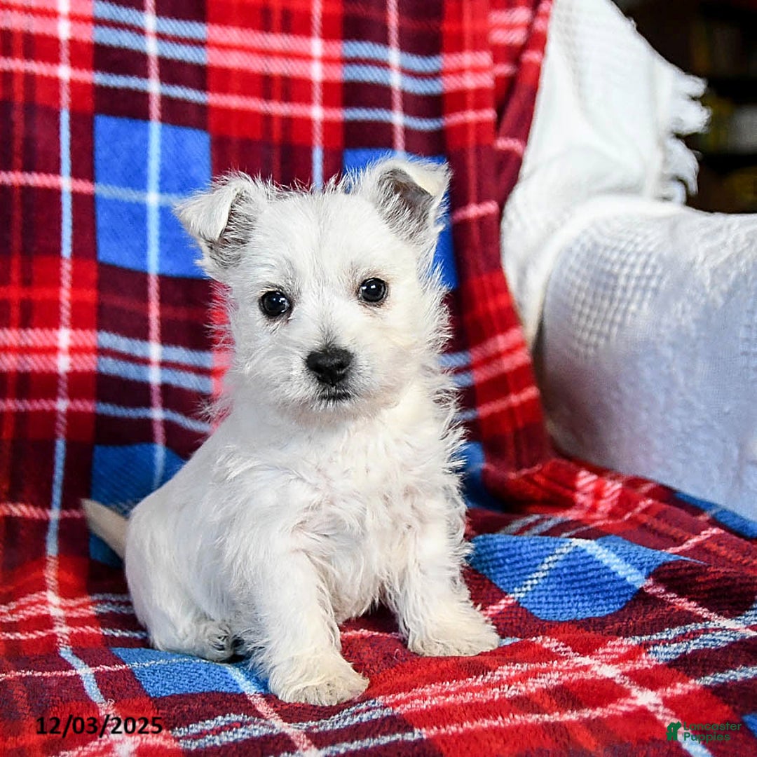 West Highland Terrier dogs for sale: Remy - Ad 1