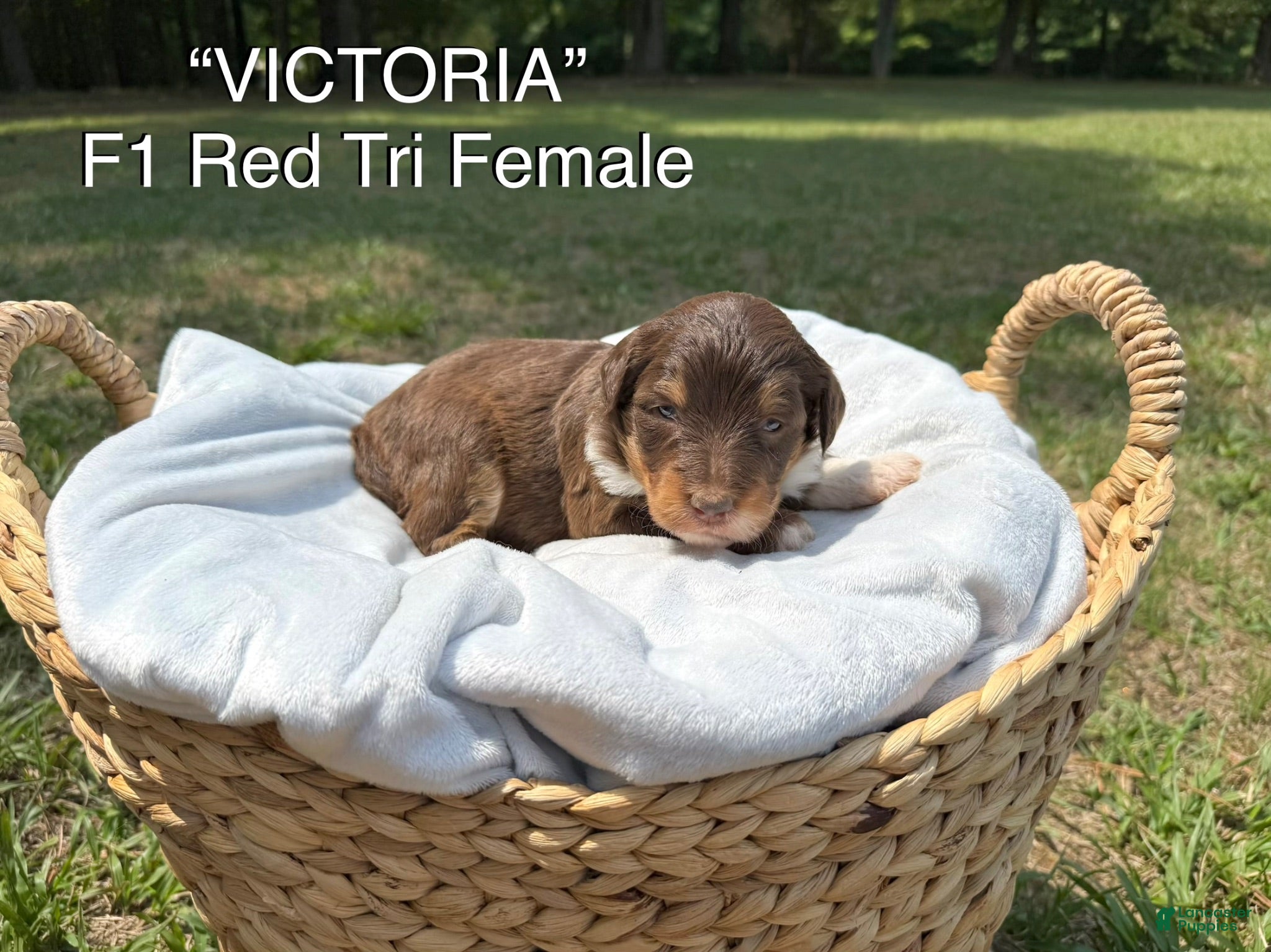 Aussiedoodle dogs Victoria - Ad 1