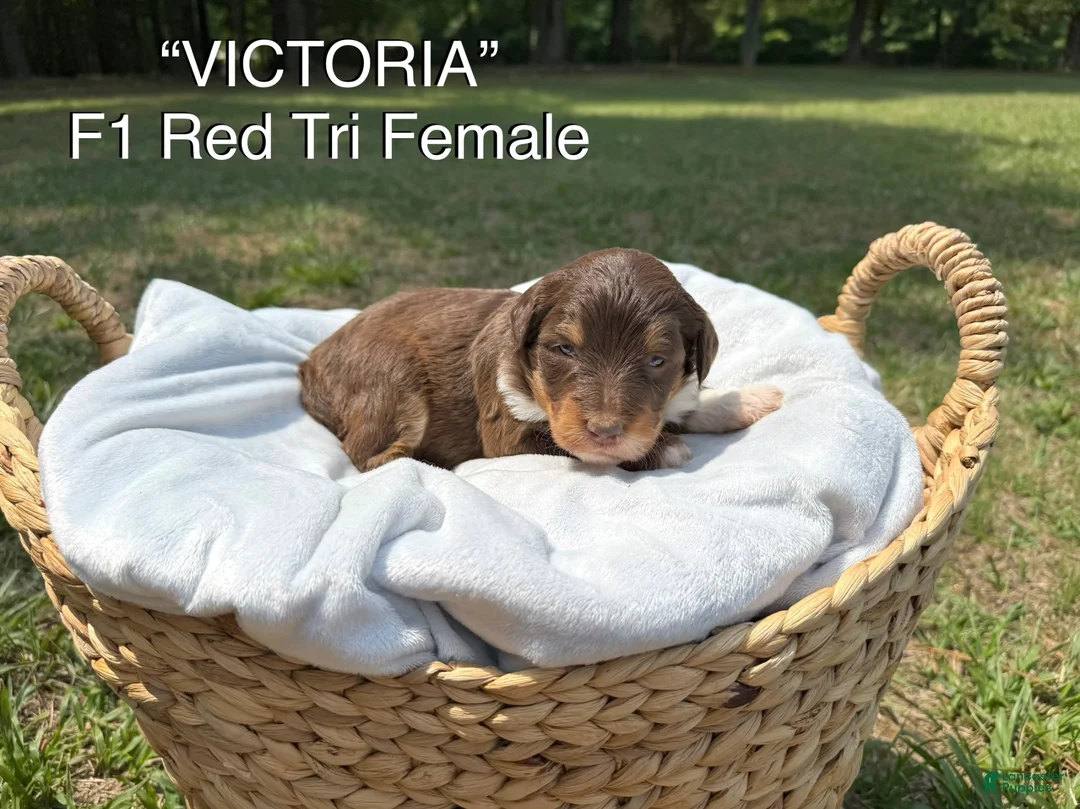 Aussiedoodle dogs for sale: Victoria - Ad 1