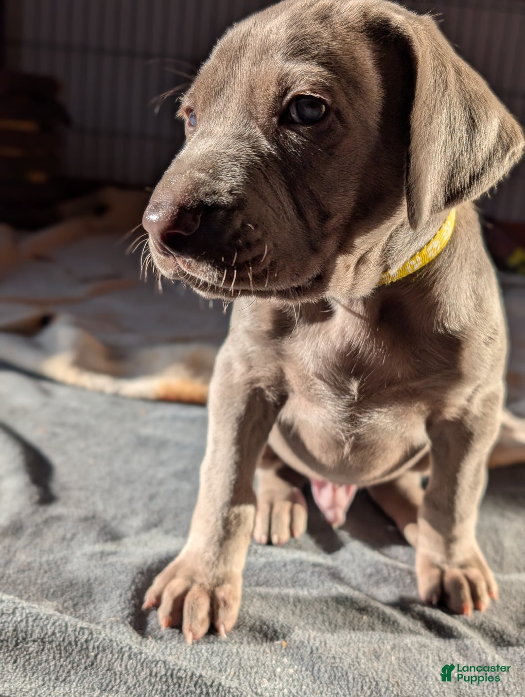 Weimaraner dogs for sale: Hornet - Ad 2