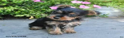 Yorkshire Terrier dogs for sale: Lucky - Ad 5