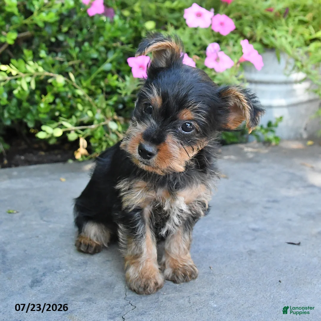 Yorkshire Terrier dogs for sale: Lucky - Ad 5