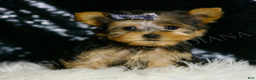 Yorkshire Terrier dogs for sale: Nemo AKC MALE - Ad 2