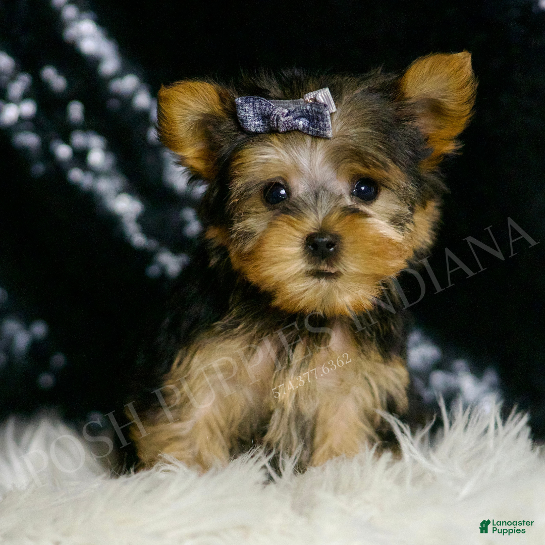 Yorkshire Terrier dogs for sale: Nemo AKC MALE - Ad 2