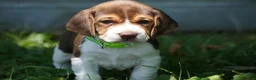 Beagle dogs for sale: Maverick  - Ad 2