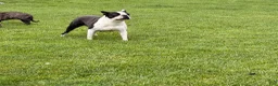 Boston Terrier dogs for sale: Trixie  - Ad 3